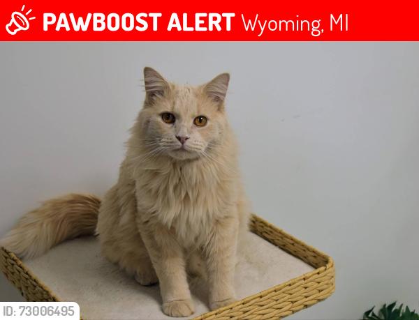 Lost Male Cat last seen Michael and Blanchard , Wyoming, MI 49509