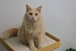 Lost Male Cat last seen Michael and Blanchard, Wyoming, MI 49509