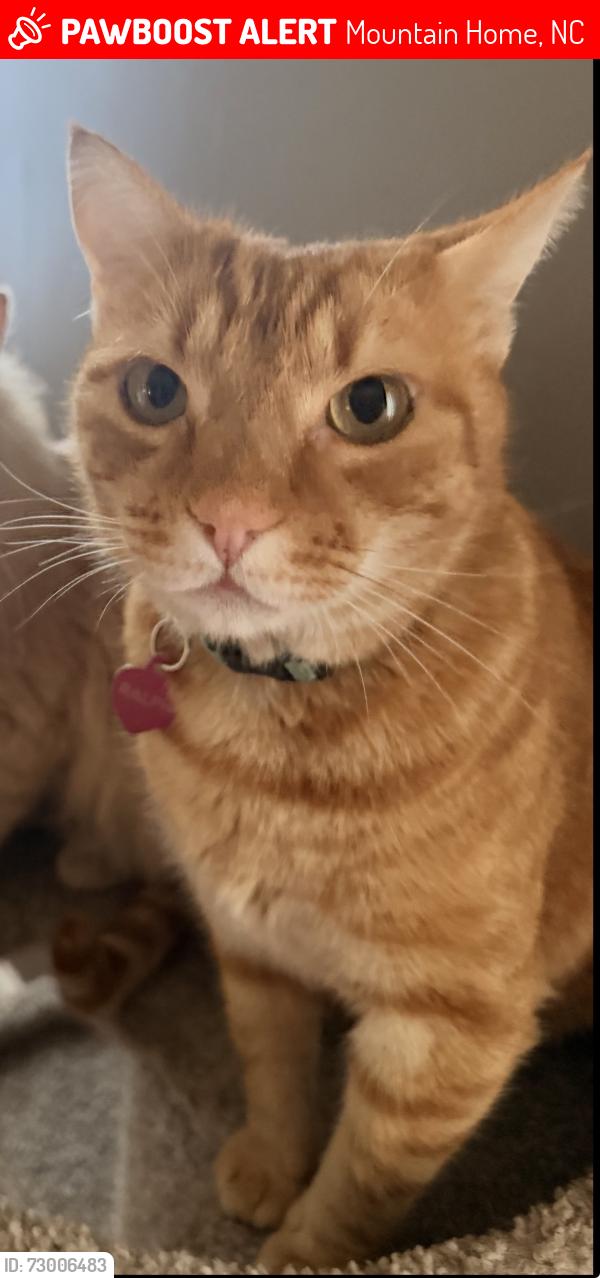 Lost Male Cat last seen Mountain Road, Ruth Whitaker, Glenwood, Mountain Home, NC 28791