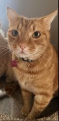 Lost Male Cat last seen Mountain Road, Ruth Whitaker, Glenwood, Mountain Home, NC 28791