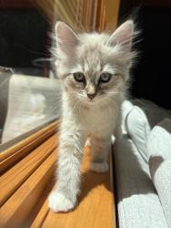 Shelter Stray Female Cat last seen , 593 Fairview Ave N, St Paul, MN 55104, USA