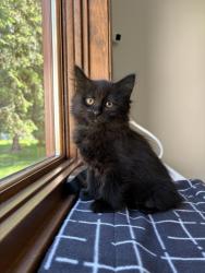 Shelter Stray Female Cat last seen , 593 Fairview Ave N, St Paul, MN 55104, USA