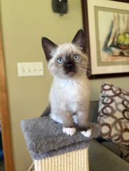 Shelter Stray Female Cat last seen , 593 Fairview Ave N, St Paul, MN 55104, USA