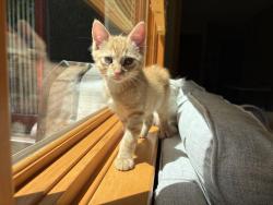 Shelter Stray Male Cat last seen , 593 Fairview Ave N, St Paul, MN 55104, USA