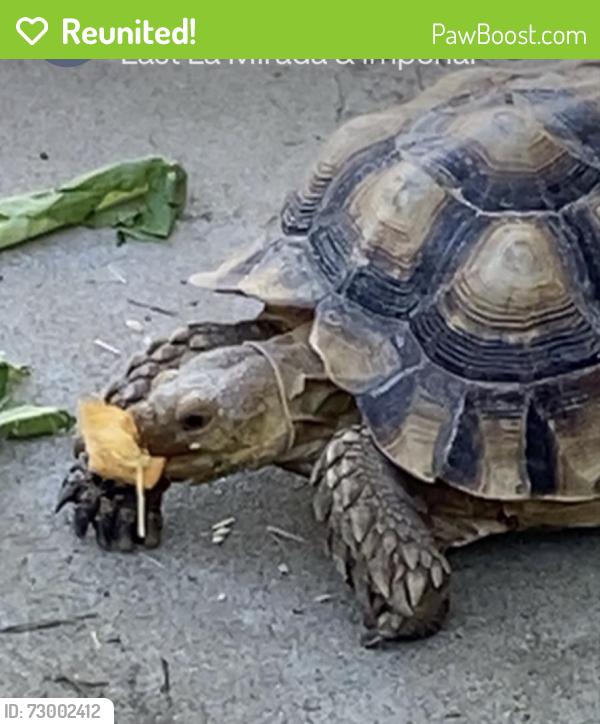 Reunited Female Reptile last seen Inez St, Whittier, CA 90605, USA, Whittier, CA 90605