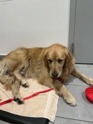 Found/Stray Male Dog last seen Pch, Hermosa Beach, CA 90254