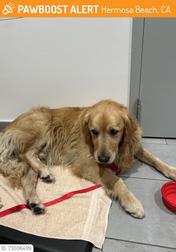 Found/Stray Male Dog last seen Pch, Hermosa Beach, CA 90254