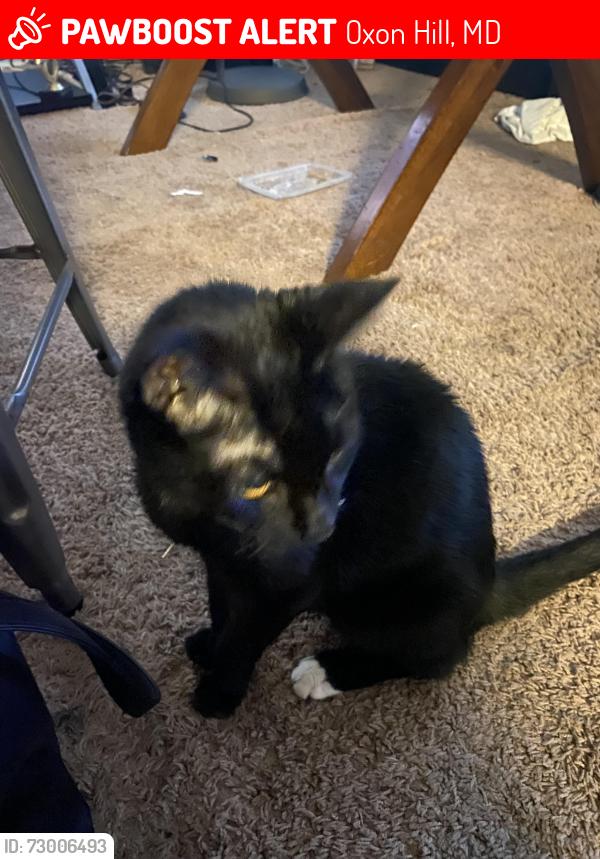 Lost Female Cat last seen Glassmanor ave, Oxon Hill, MD 20745