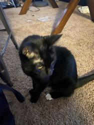 Lost Female Cat last seen Glassmanor ave, Oxon Hill, MD 20745