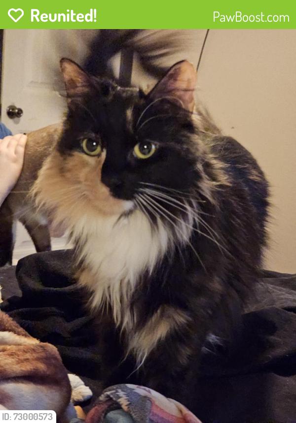 Reunited Female Cat last seen In Westridge Ct, Yukon, Ok, Yukon, OK 73099