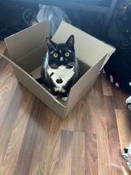 Lost Male Cat last seen Manzanita Ln, Lake Elsinore, CA 92532