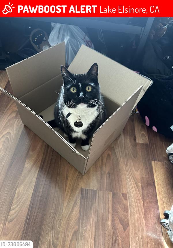 Lost Male Cat last seen Manzanita Ln, Lake Elsinore, CA 92532