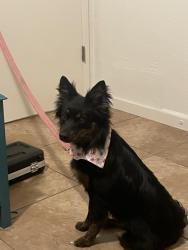 Lost Female Dog last seen Demaree near Walgreens , Visalia, CA 93291