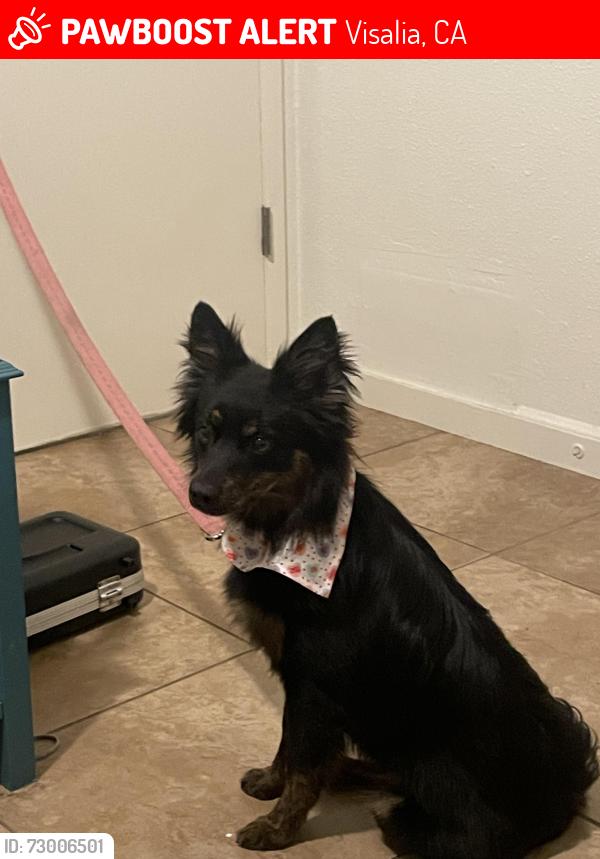 Lost Female Dog last seen Demaree near Walgreens , Visalia, CA 93291