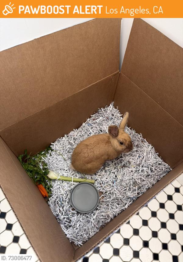 Found/Stray Unknown Rabbit last seen Navarro St and Lifur Ave, Los Angeles, CA 90032