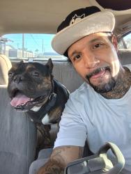 Lost Male Dog last seen I-17 between Northern/ Dunlap , Phoenix, AZ 85021