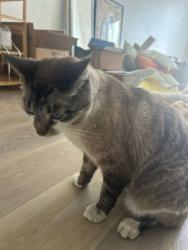 Reunited Male Cat last seen Canyon crest , Santa Clarita, CA 91321