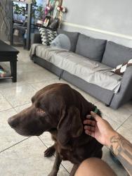 Reunited Male Dog last seen Duncan & Jersey near Don Lorenzi Park, Riverside, CA 92503