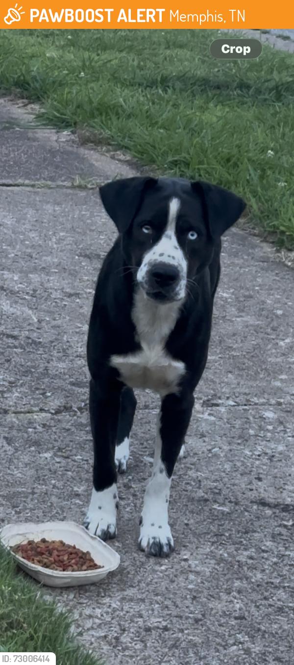 Found/Stray Female Dog last seen N. Ericson Rd (corner Bruins Tace), Memphis, TN 38018