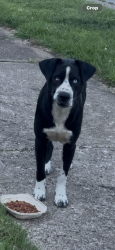 Found/Stray Female Dog last seen N. Ericson Rd (corner Bruins Tace), Memphis, TN 38018