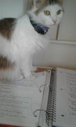 Reunited Female Cat last seen Randolph avenue, Hagerstown, MD 21740