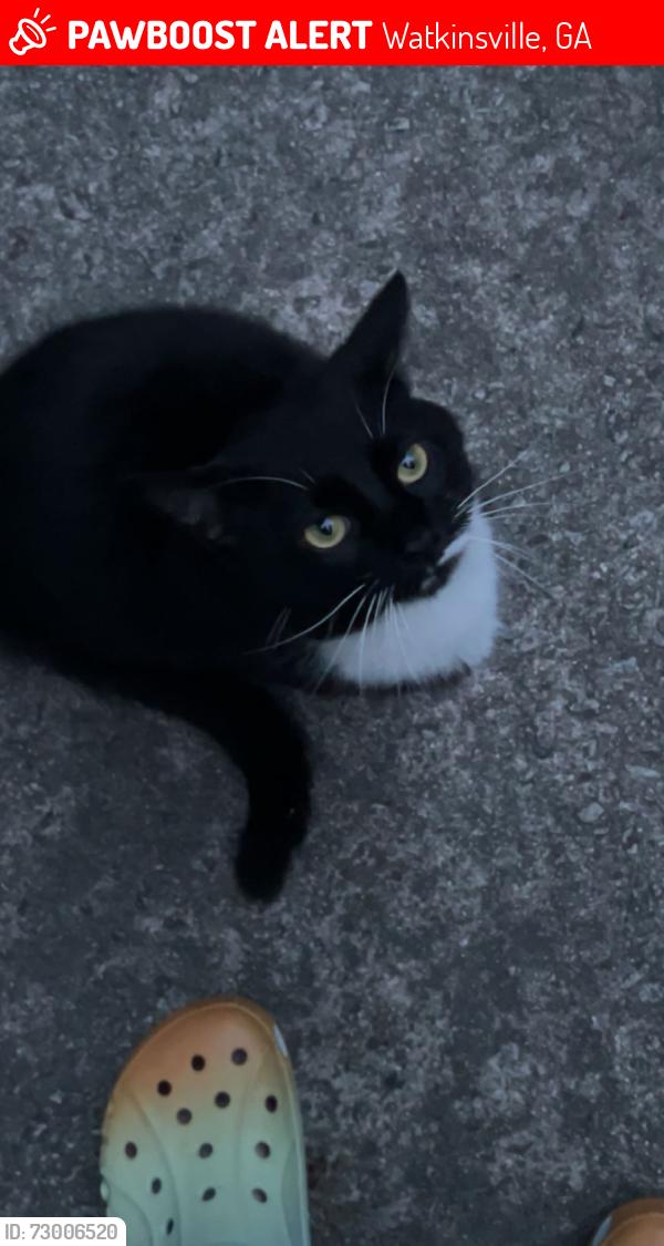 Lost Male Cat last seen A bit down the road from a u-hual neighborhood dealer and a 76 gas station, Watkinsville, GA 30606