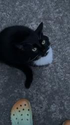Lost Male Cat last seen A bit down the road from a u-hual neighborhood dealer and a 76 gas station, Watkinsville, GA 30606