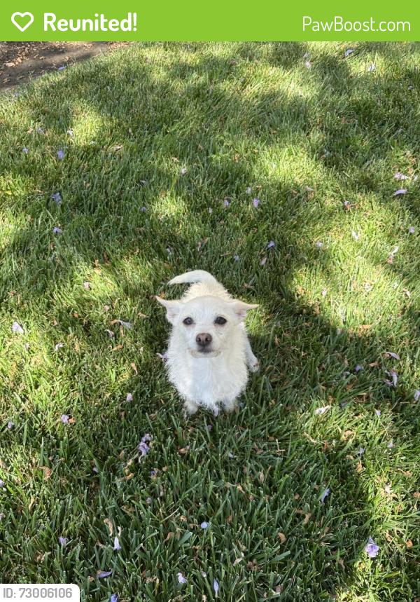Reunited Female Dog last seen Portola, San Jose, CA 95126