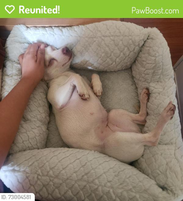 Reunited Female Dog last seen Hansen Dam Park, Los Angeles, CA 91331