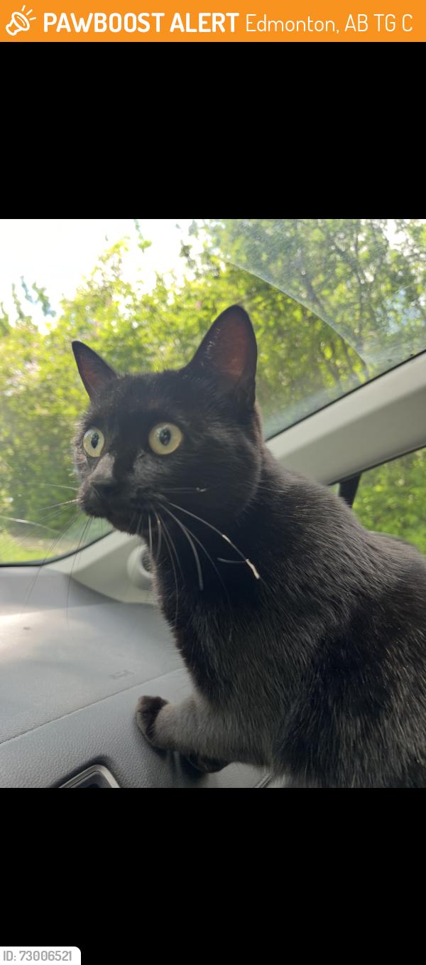 Found/Stray Unknown Cat last seen McKernan Park , Edmonton, AB T6G 0C4