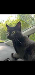 Found/Stray Unknown Cat last seen McKernan Park , Edmonton, AB T6G 0C4