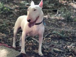 Lost Male Dog last seen In Dayton by the marina , Dayton, KY 41074