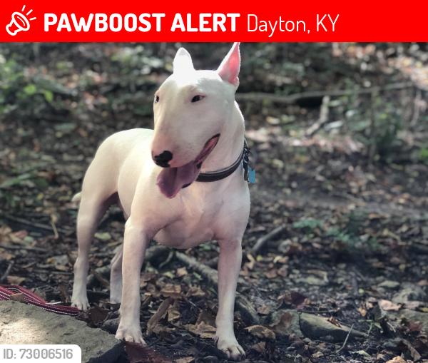Lost Male Dog last seen In Dayton by the marina , Dayton, KY 41074