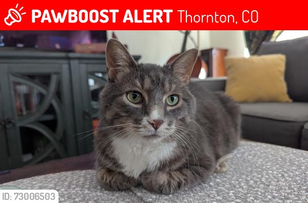 Lost Male Cat last seen Huron and Thornton Parkway , Thornton, CO 80260