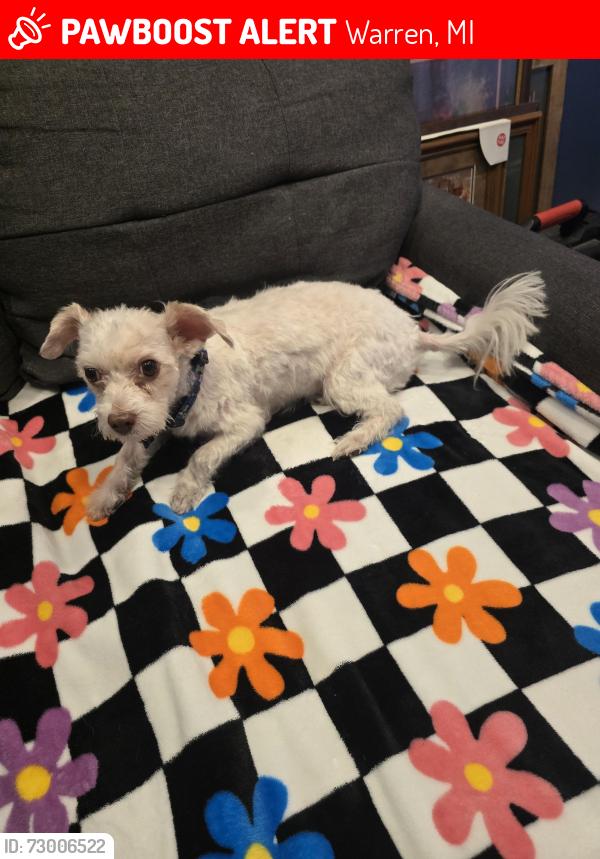 Lost Male Dog last seen 9 mile schoenherr area, Warren, MI 48089