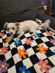 Lost Male Dog last seen 9 mile schoenherr area, Warren, MI 48089