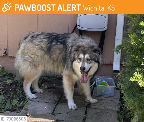 Found/Stray Unknown Dog last seen 13th and Ridge, Wichita, KS 67212