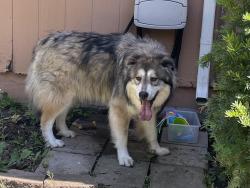 Found/Stray Unknown Dog last seen 13th and Ridge, Wichita, KS 67212