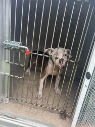 Shelter Stray Female Dog last seen Near BLOCK S 35TH ST, 3528 Newburg Rd, Louisville, KY 40218, USA