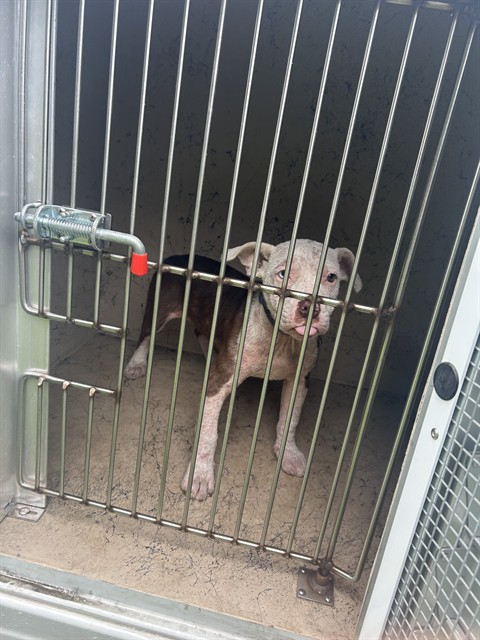 Shelter Stray Female Dog last seen Near BLOCK S 35TH ST, 3528 Newburg Rd, Louisville, KY 40218, USA
