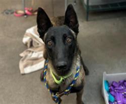 Shelter Stray Female Dog last seen , 4000 N Silverbell Rd, Tucson, AZ 85745, USA