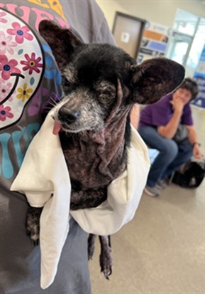 Shelter Stray Female Dog last seen Near BLOCK STANDIFORD PLAZA DR, 3528 Newburg Rd, Louisville, KY 40218, USA