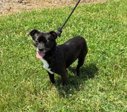 Shelter Stray Male Dog last seen Near BLOCK COCHRAN RD, 3528 Newburg Rd, Louisville, KY 40218, USA