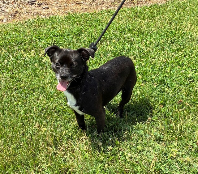 Shelter Stray Male Dog last seen Near BLOCK COCHRAN RD, 3528 Newburg Rd, Louisville, KY 40218, USA