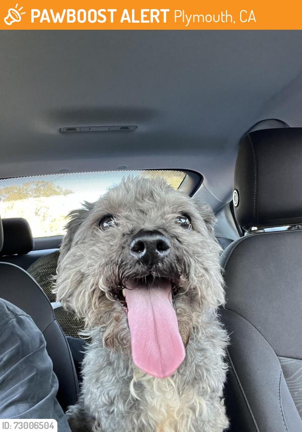 Found/Stray Unknown Dog last seen Near the intersection of Latrobe and Old Sacramento Rd., Plymouth, CA 95669