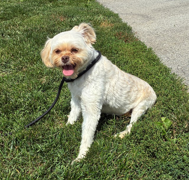 Shelter Stray Female Dog last seen Near BLOCK SANTA PAULA LANE, 3528 Newburg Rd, Louisville, KY 40218, USA