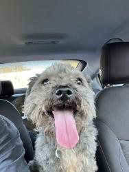 Found/Stray Unknown Dog last seen Near the intersection of Latrobe and Old Sacramento Rd., Plymouth, CA 95669