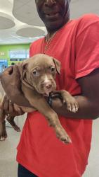 Shelter Stray Male Dog last seen Near BLOCK DORINDA DR, 3528 Newburg Rd, Louisville, KY 40218, USA