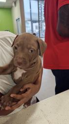 Shelter Stray Female Dog last seen Near BLOCK DORINDA DR, 3528 Newburg Rd, Louisville, KY 40218, USA