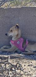 Found/Stray Female Dog last seen Ajo & i10, Tucson, AZ 85713